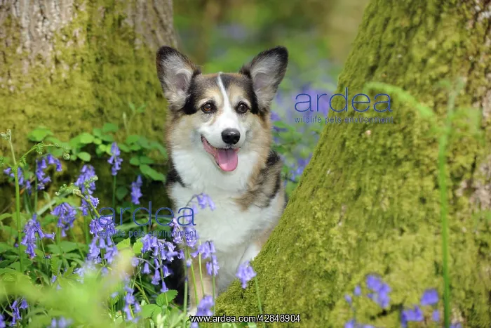: DOG. Pembroke welsh corgi sitting between tree trunks : DOG. Pembroke welsh corgi sitting between tree trunks