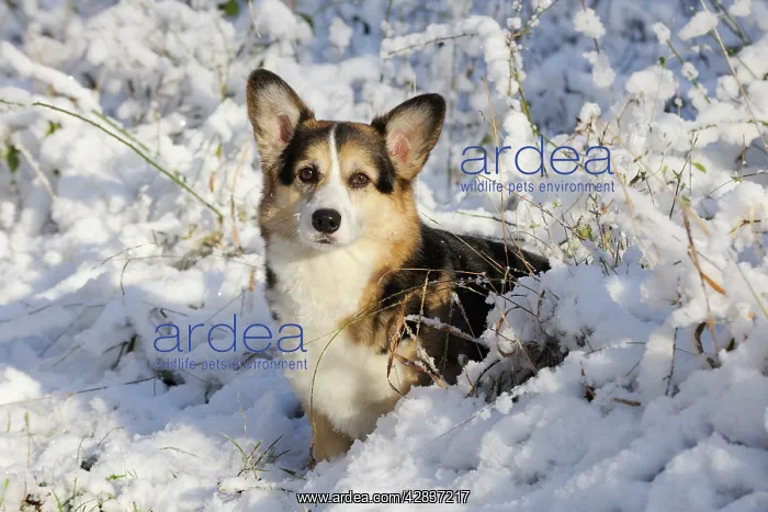  : DOG. Pembroke welsh corgi standing in the snow