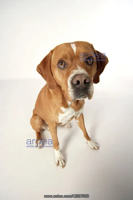: Dog - Perdiguero Portugueso / Portuguese Pointe : Dog - Perdiguero Portugueso / Portuguese Pointe