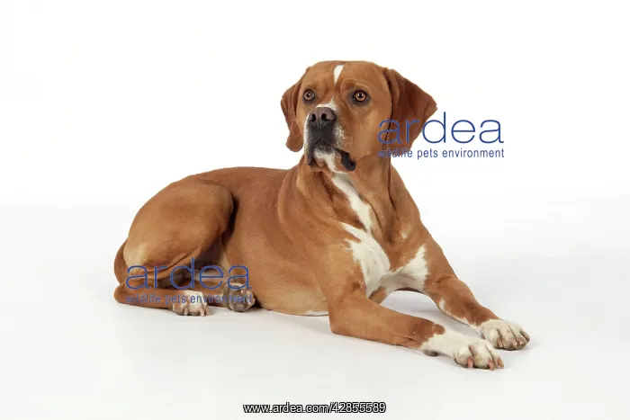 : Dog - Perdiguero Portugueso / Portuguese Pointer : Dog - Perdiguero Portugueso / Portuguese Pointer