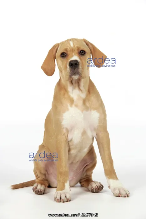 : Dog - Perdiguero Portugueso / Portuguese Pointer : Dog - Perdiguero Portugueso / Portuguese Pointer