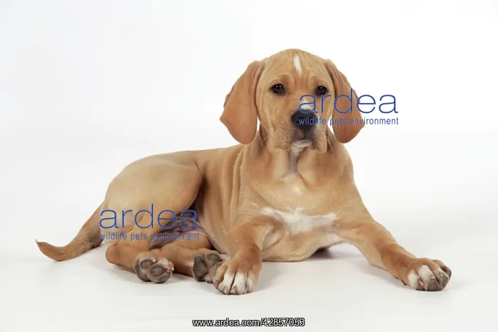 : Dog - Perdiguero Portugueso / Portuguese Pointer : Dog - Perdiguero Portugueso / Portuguese Pointer