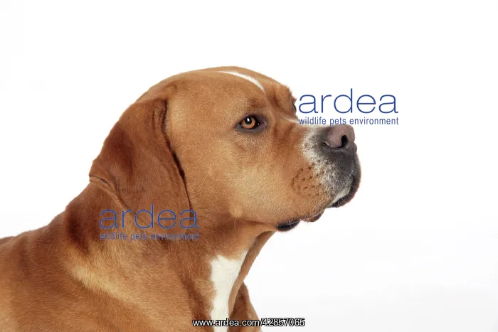 : Dog - Perdiguero Portugueso / Portuguese Pointer : Dog - Perdiguero Portugueso / Portuguese Pointer