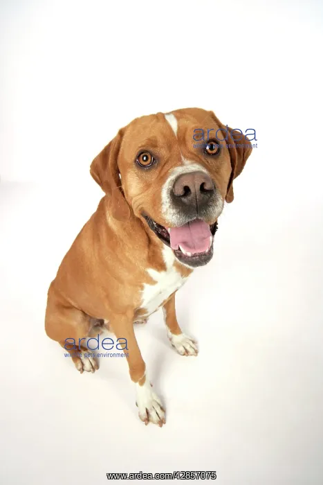 : Dog - Perdiguero Portugueso / Portuguese Pointer : Dog - Perdiguero Portugueso / Portuguese Pointer