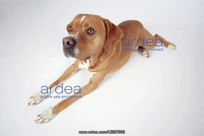 : Dog - Perdiguero Portugueso / Portuguese Pointer : Dog - Perdiguero Portugueso / Portuguese Pointer