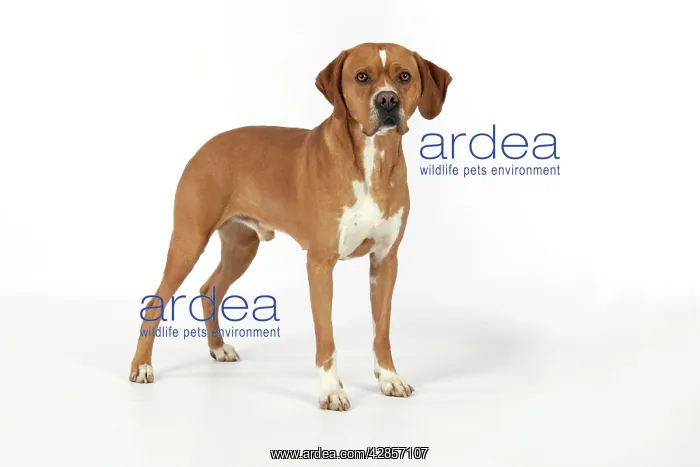 : Dog - Perdiguero Portugueso  /  Portuguese Pointer