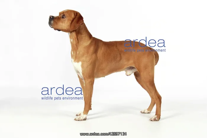 : Dog - Perdiguero Portugueso / Portuguese Pointer : Dog - Perdiguero Portugueso / Portuguese Pointer