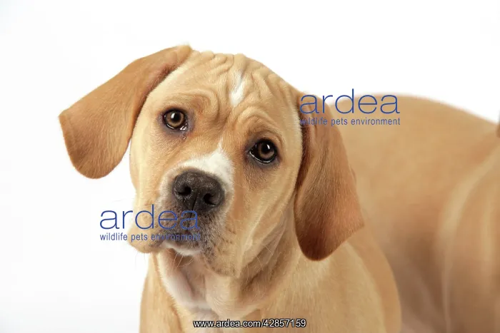 : Dog - Perdiguero Portugueso / Portuguese Pointer : Dog - Perdiguero Portugueso / Portuguese Pointer
