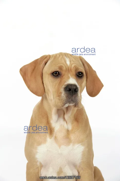 : Dog - Perdiguero Portugueso / Portuguese Pointer : Dog - Perdiguero Portugueso / Portuguese Pointer