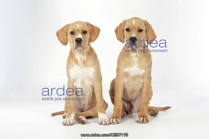 : Dog - Perdiguero Portugueso / Portuguese Pointer : Dog - Perdiguero Portugueso / Portuguese Pointer