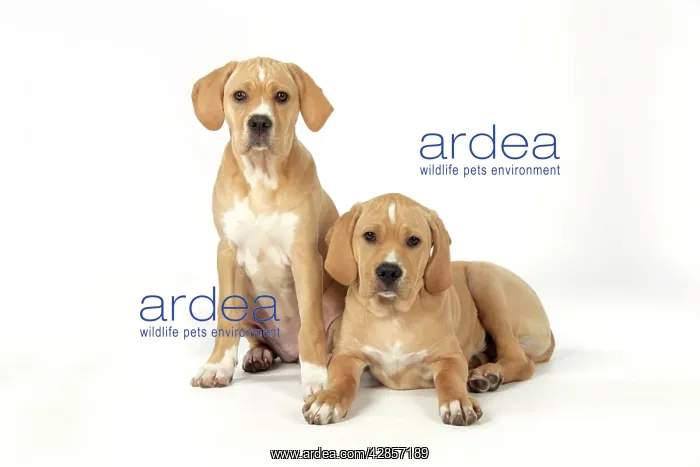  : Dog - Perdiguero Portugueso  /  Portuguese Pointer