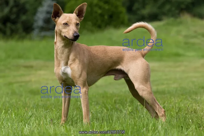 : Dog - Peruvian Hairless Dog - haired version non-standard : Dog - Peruvian Hairless Dog - haired version non-standard