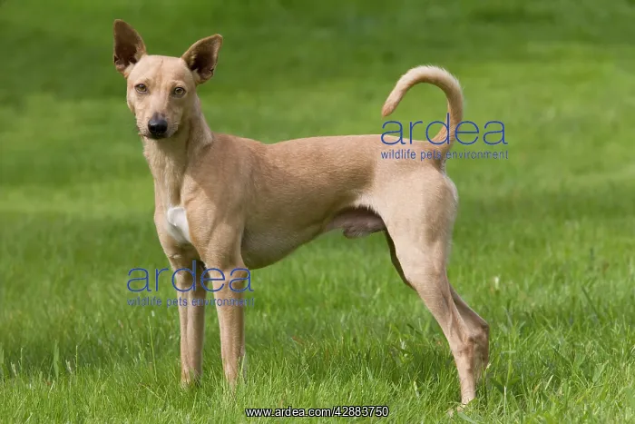 : Dog - Peruvian Hairless Dog - haired version non-standard : Dog - Peruvian Hairless Dog - haired version non-standard
