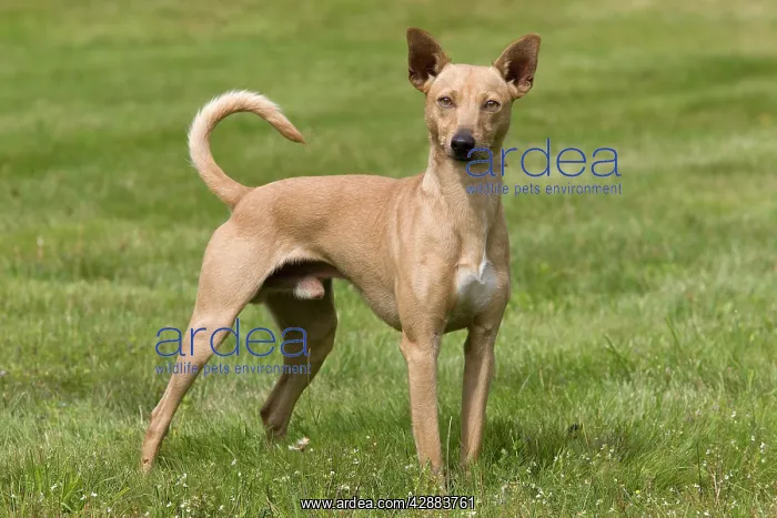 : Dog - Peruvian Hairless Dog - haired version non-standard : Dog - Peruvian Hairless Dog - haired version non-standard