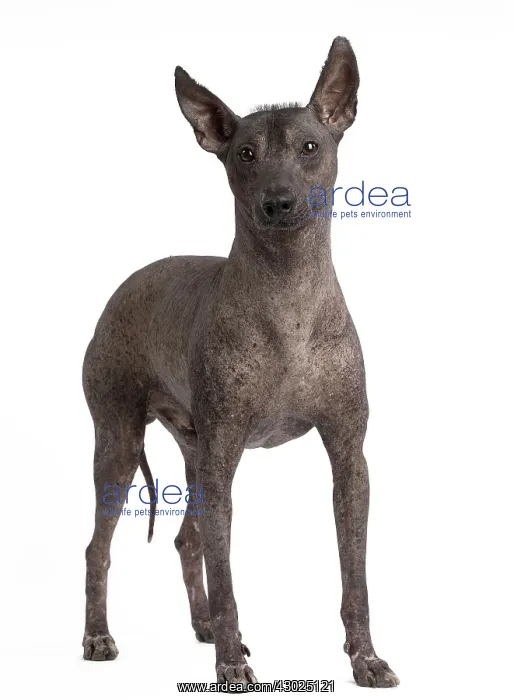 : Dog Peruvian Hairless Dog / Perro Sin Pelo de Peru / Inca Hairless Dog : Dog Peruvian Hairless Dog / Perro Sin Pelo de Peru / Inca Hairless Dog