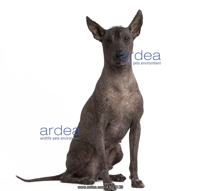 : Dog Peruvian Hairless Dog / Perro Sin Pelo de Peru / Inca Hairless Dog : Dog Peruvian Hairless Dog / Perro Sin Pelo de Peru / Inca Hairless Dog