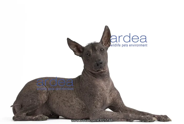: Dog Peruvian Hairless Dog / Perro Sin Pelo de Peru / Inca Hairless Dog : Dog Peruvian Hairless Dog / Perro Sin Pelo de Peru / Inca Hairless Dog