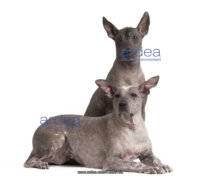 : Dog Peruvian Hairless Dog / Perro Sin Pelo de Peru / Inca Hairless Dog : Dog Peruvian Hairless Dog / Perro Sin Pelo de Peru / Inca Hairless Dog