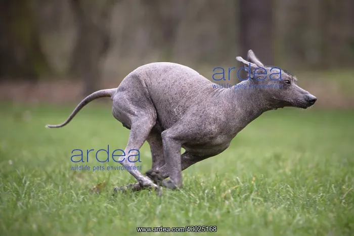 : Dog Peruvian Hairless Dog / Perro Sin Pelo de Peru / Inca Hairless Dog : Dog Peruvian Hairless Dog / Perro Sin Pelo de Peru / Inca Hairless Dog