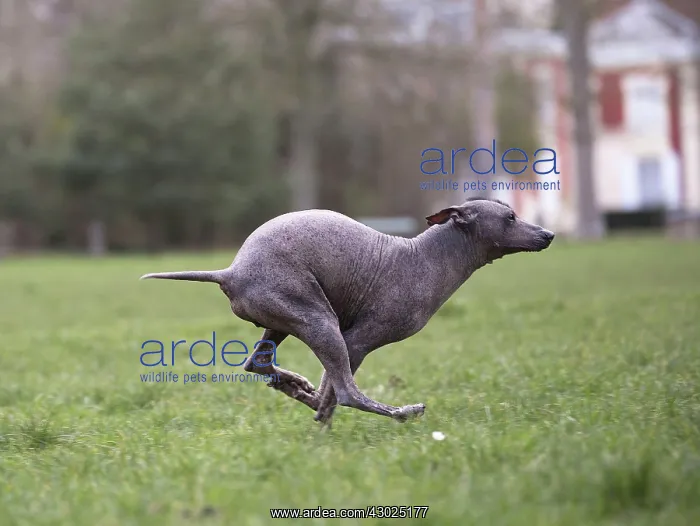 : Dog Peruvian Hairless Dog / Perro Sin Pelo de Peru / Inca Hairless Dog : Dog Peruvian Hairless Dog / Perro Sin Pelo de Peru / Inca Hairless Dog