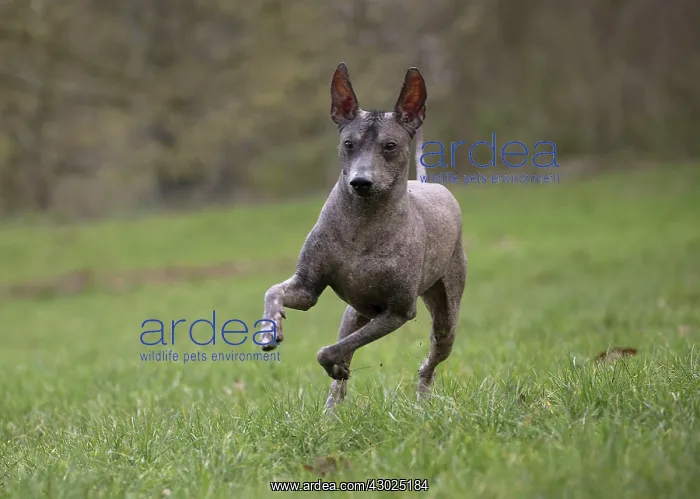 : Dog Peruvian Hairless Dog / Perro Sin Pelo de Peru / Inca Hairless Dog : Dog Peruvian Hairless Dog / Perro Sin Pelo de Peru / Inca Hairless Dog