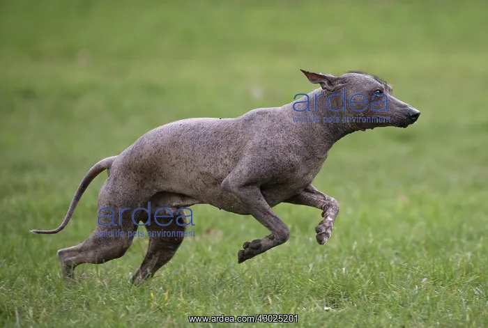 : Dog Peruvian Hairless Dog / Perro Sin Pelo de Peru / Inca Hairless Dog : Dog Peruvian Hairless Dog / Perro Sin Pelo de Peru / Inca Hairless Dog