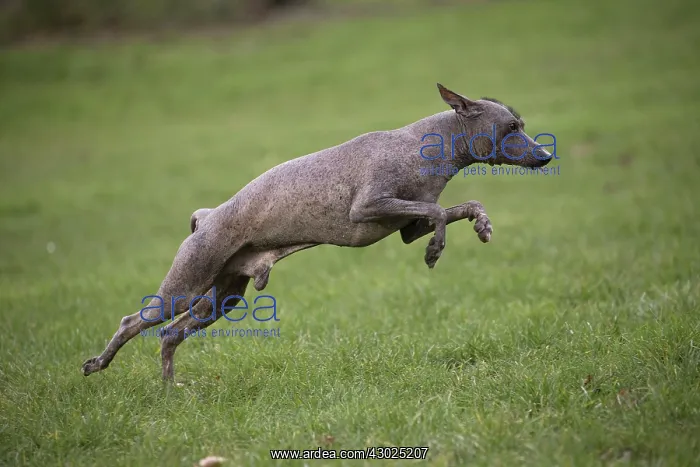  : Dog Peruvian Hairless Dog  /  Perro Sin Pelo de Peru  /  Inca Hairless Dog