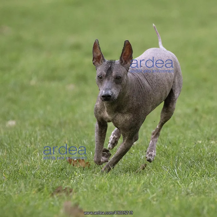 : Dog Peruvian Hairless Dog / Perro Sin Pelo de Peru / Inca Hairless Dog : Dog Peruvian Hairless Dog / Perro Sin Pelo de Peru / Inca Hairless Dog