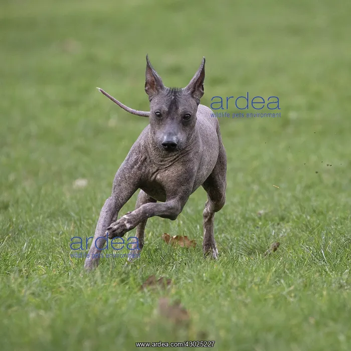 : Dog Peruvian Hairless Dog / Perro Sin Pelo de Peru / Inca Hairless Dog : Dog Peruvian Hairless Dog / Perro Sin Pelo de Peru / Inca Hairless Dog