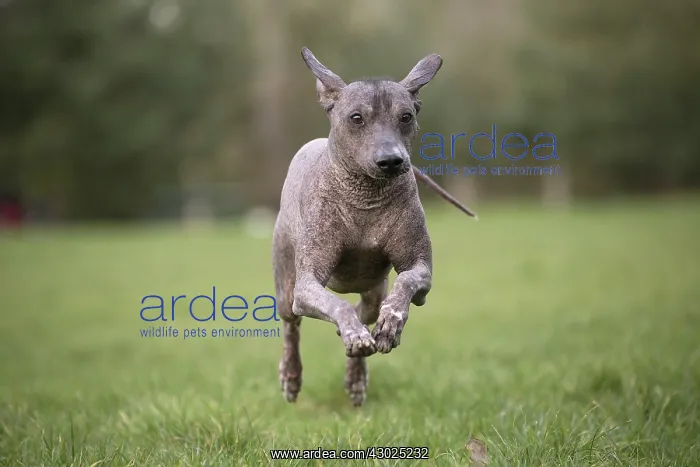 : Dog Peruvian Hairless Dog / Perro Sin Pelo de Peru / Inca Hairless Dog : Dog Peruvian Hairless Dog / Perro Sin Pelo de Peru / Inca Hairless Dog