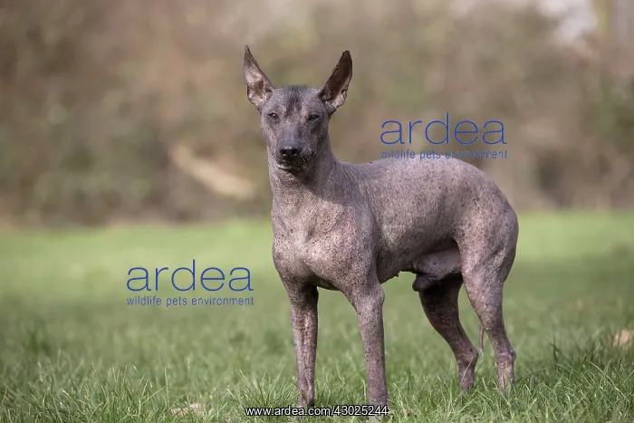 : Dog Peruvian Hairless Dog / Perro Sin Pelo de Peru / Inca Hairless Dog : Dog Peruvian Hairless Dog / Perro Sin Pelo de Peru / Inca Hairless Dog
