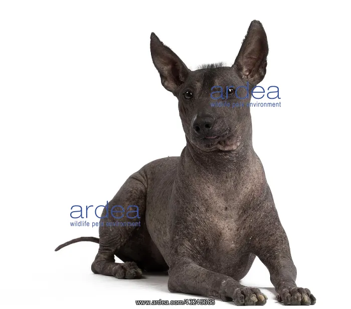 : Dog Peruvian Hairless Dog / Perro Sin Pelo de Peru / Inca Hairless Dog : Dog Peruvian Hairless Dog / Perro Sin Pelo de Peru / Inca Hairless Dog