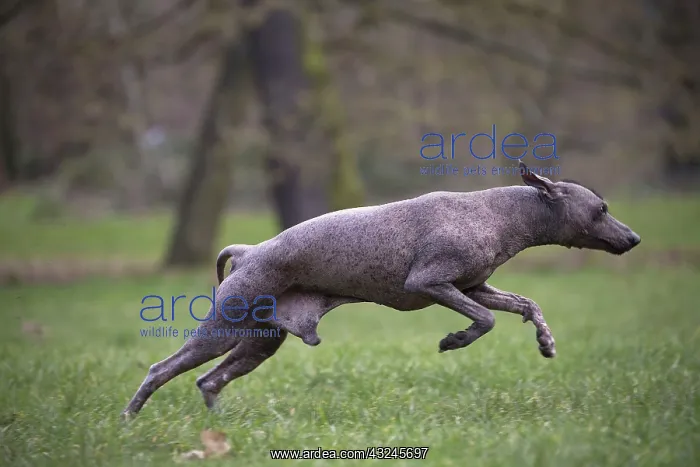 : Dog Peruvian Hairless Dog / Perro Sin Pelo de Peru / Inca Hairless Dog : Dog Peruvian Hairless Dog / Perro Sin Pelo de Peru / Inca Hairless Dog