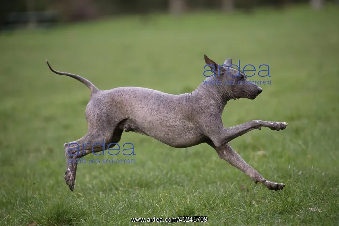  : Dog Peruvian Hairless Dog  /  Perro Sin Pelo de Peru  /  Inca Hairless Dog