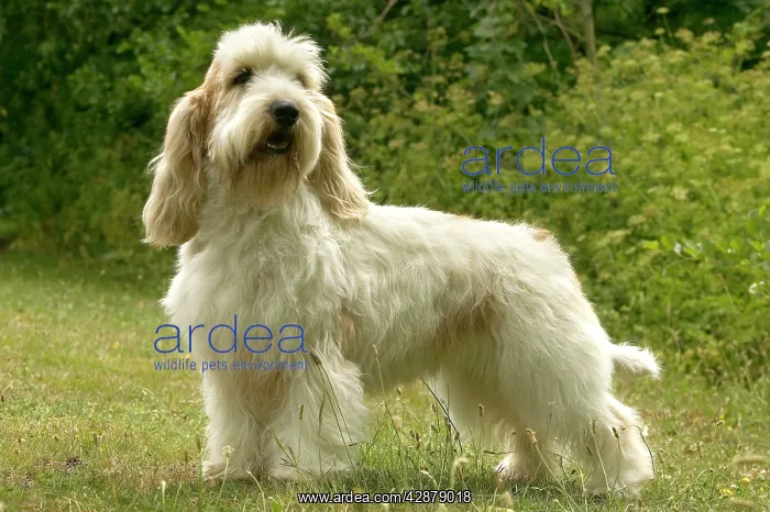 : DOG - Petit Basset Griffon Vendeen, side profile : DOG - Petit Basset Griffon Vendeen, side profile