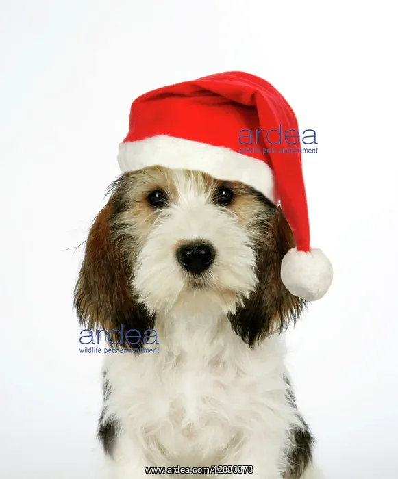 : Dog - Petit Basset Griffon Vendeen puppy - 4 months : Dog - Petit Basset Griffon Vendeen puppy - 4 months