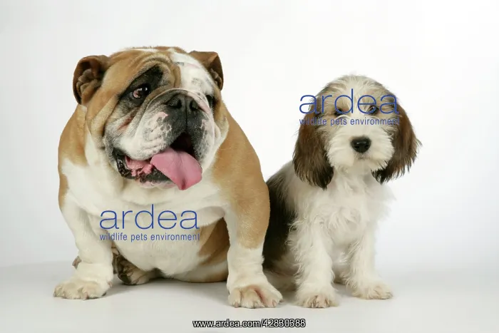 : Dog - Petit Basset Griffon Vendeen puppy - 4 months : Dog - Petit Basset Griffon Vendeen puppy - 4 months