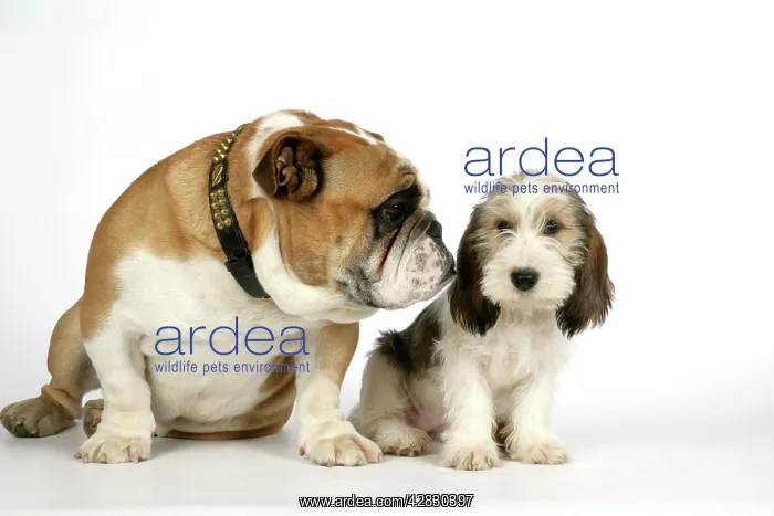: Dog - Petit Basset Griffon Vendeen puppy - 4 months : Dog - Petit Basset Griffon Vendeen puppy - 4 months