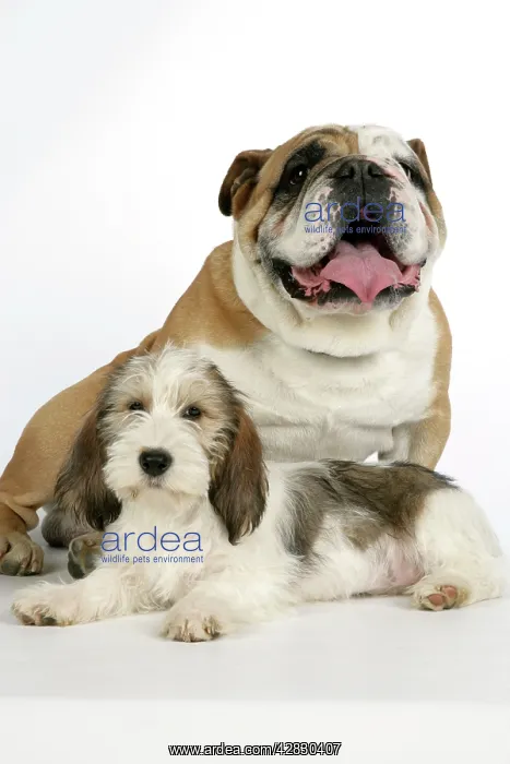 : Dog - Petit Basset Griffon Vendeen puppy - 4 months : Dog - Petit Basset Griffon Vendeen puppy - 4 months