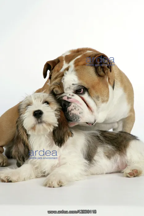 : Dog - Petit Basset Griffon Vendeen puppy - 4 months : Dog - Petit Basset Griffon Vendeen puppy - 4 months