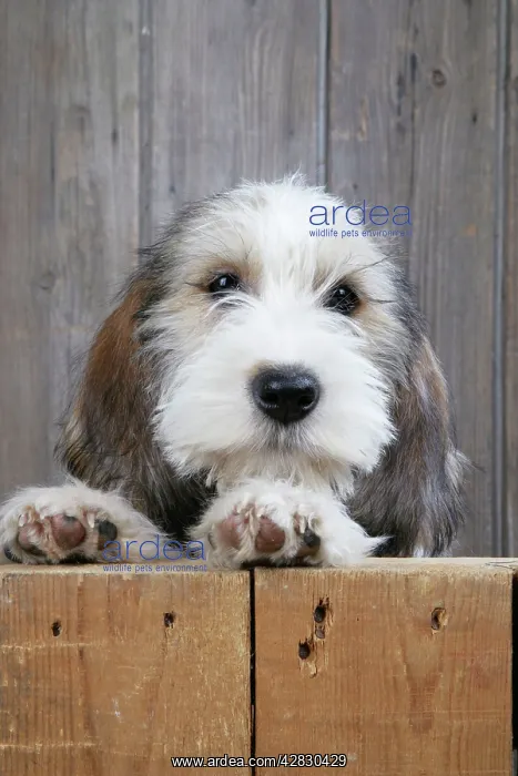  : Dog - Petit Basset Griffon Vendeen puppy - 4 months