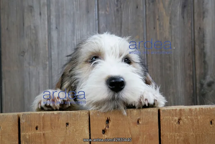 : Dog - Petit Basset Griffon Vendeen puppy - 4 months : Dog - Petit Basset Griffon Vendeen puppy - 4 months