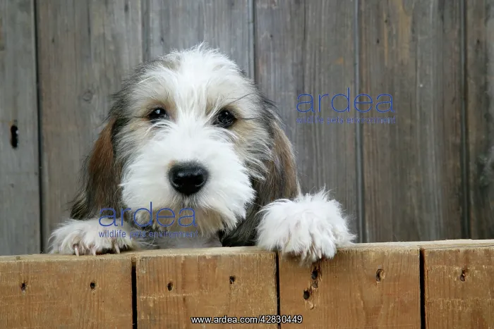 : Dog - Petit Basset Griffon Vendeen puppy - 4 months : Dog - Petit Basset Griffon Vendeen puppy - 4 months
