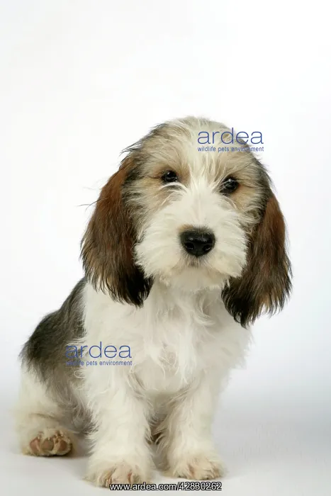 : Dog - Petit Basset Griffon Vendeen puppy - 4 months old : Dog - Petit Basset Griffon Vendeen puppy - 4 months old