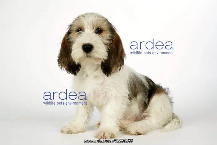 : Dog - Petit Basset Griffon Vendeen puppy - 4 months old : Dog - Petit Basset Griffon Vendeen puppy - 4 months old