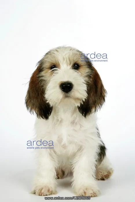 : Dog - Petit Basset Griffon Vendeen puppy - 4 months old : Dog - Petit Basset Griffon Vendeen puppy - 4 months old