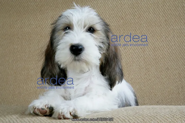 : Dog - Petit Basset Griffon Vendeen puppy - 4 months old : Dog - Petit Basset Griffon Vendeen puppy - 4 months old
