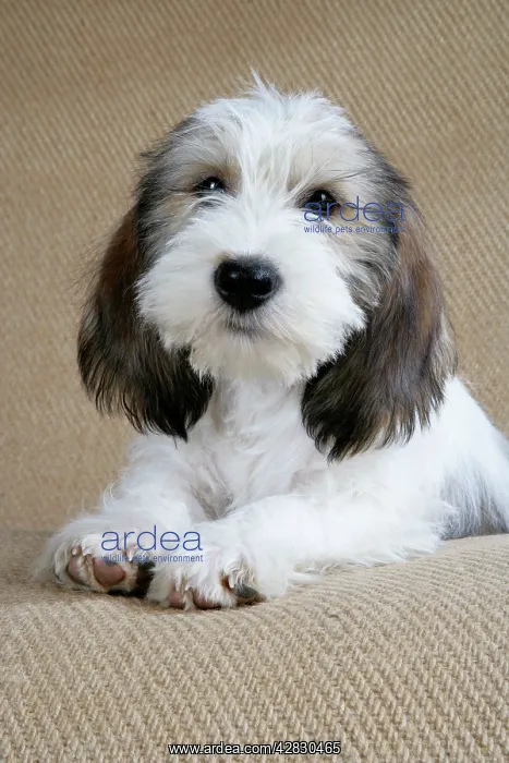  : Dog - Petit Basset Griffon Vendeen puppy - 4 months old