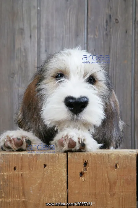 : Dog - Petit Basset Griffon Vendeen puppy - 4 months old looking over fence : Dog - Petit Basset Griffon Vendeen puppy - 4 months old looking over fence