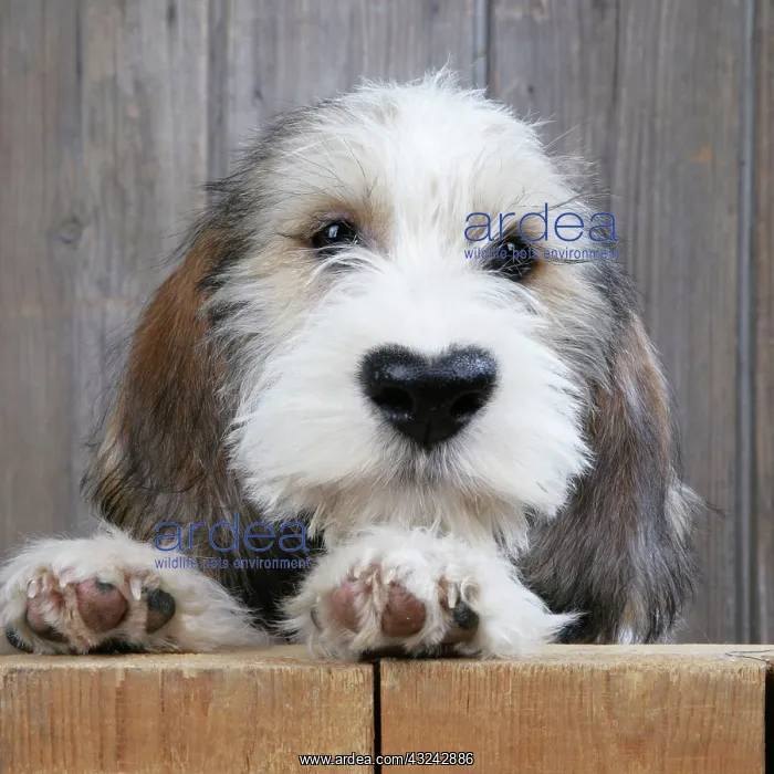 : Dog - Petit Basset Griffon Vendeen puppy - 4 months old looking over fence : Dog - Petit Basset Griffon Vendeen puppy - 4 months old looking over fence